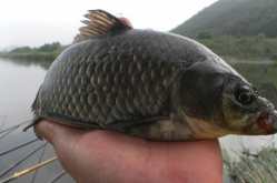 沼泽中发现了很多鲫鱼英文单词,Abundance of Carps Unearthed in the Marshlands