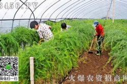 浅谈园林绿化施工中的反季节种植技术,反季节种植技术在园林绿化施工中的应用与实践”