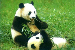 娱乐吃瓜大熊猫视频大全,大熊猫娱乐视频盛宴