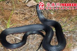 梦见青蛇和黑蛇缠身什么意思呀周公解梦,青蛇与黑蛇缠身之寓意解析