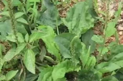 车前草的功效与作用治疗痛风,痛风患者的天然“良药”