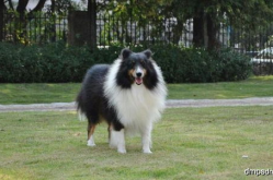 喜乐蒂牧羊犬价格,品质与地域影响下的价格波动