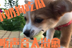 娱乐吃瓜酱小狗被卖,背后的故事与反思